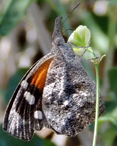 Snout Butterfly, Libytheana carinenta, at flower of Boerhavia scandens hoto © by Mike Plagens