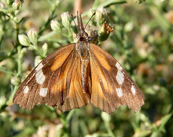 Snout Butterfly, Libytheana carinenta, photo © by Mike Plagens