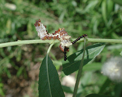larva of Limenitis arthemis arizonensis photo by Mike Plagens