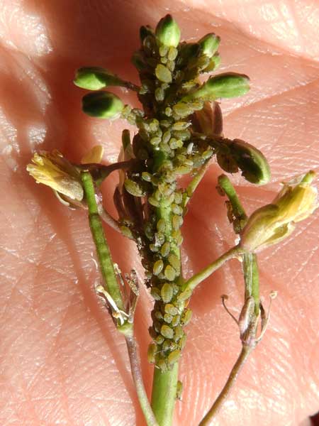 Lipaphis Aphididae bugs on Brassica photo by Mike Plagens