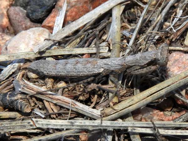 Ground Mantis, Litaneutria skinneri, photo © by Mike Plagens