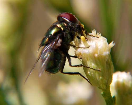 Green bottle fly, Lucilia,  photo © by Mike Plagens