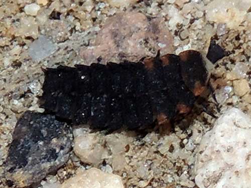 Lycus larva photo © by Mike Plagens