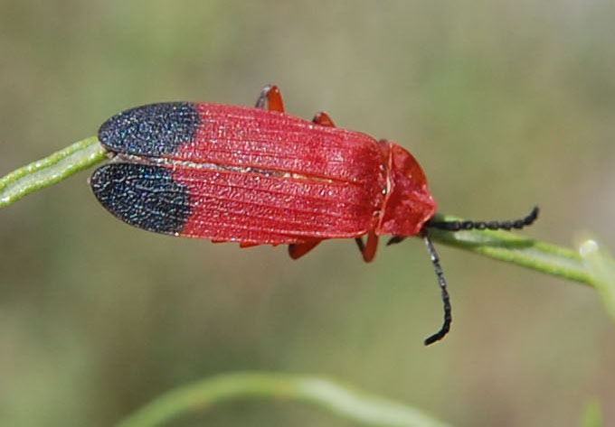 Lycus sanguineus photo © by Mike Plagens