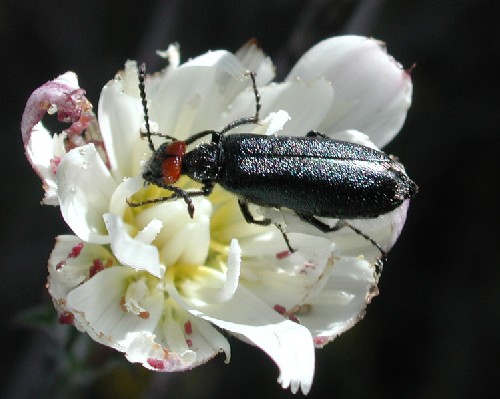 Lytta auriculata photo by Michael Plagens