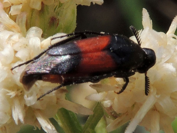 a Wedge-shaped Beetle, Macrosiagon, photo © by Michael Plagens