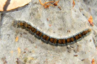 larva of tent caterpillar