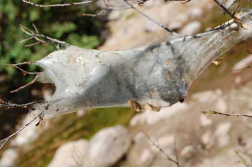 silken tent constructed by caterpillars of Malacosoma incurvum photo © by Mike Plagens