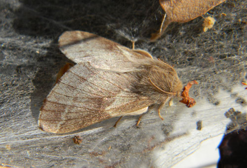 adult tent caterpillar moth, Malacosoma incurvum, photo © by Mike Plagens