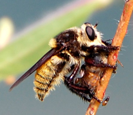 This fly, Mallophora, mimics bumblebees, photo © by Mike Plagens