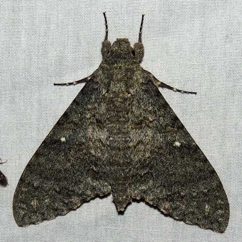 Mossy Sphinx, Manduca muscosa, photo © by M. Plagens