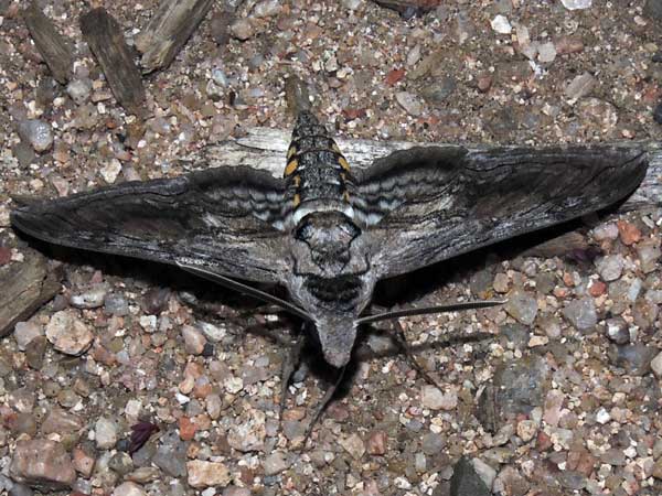 Manduca quinquemaculatus photo © by Michael Plagens