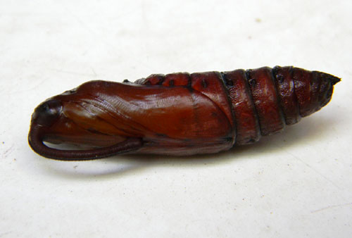 Pupa of a Tobacco Hornworm Sphinx, Manduca sexta, photo © by Mike Plagens