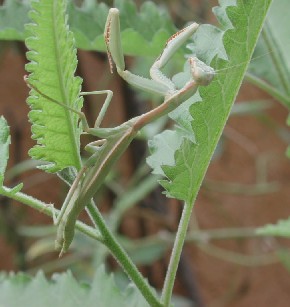 adult Stagmomantis libata photo © by Mike Plagens