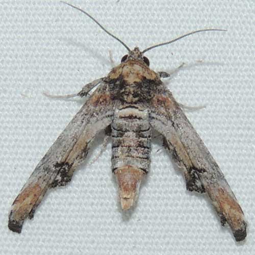 Marathyssa moth in Sonoran Desert photo © by Mike Plagens