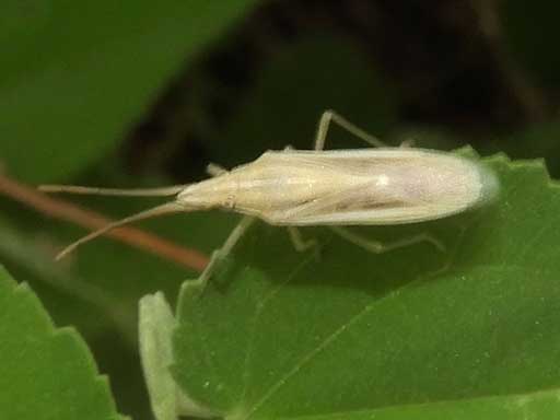 Mecidea stink bug photo © by Mike Plagens