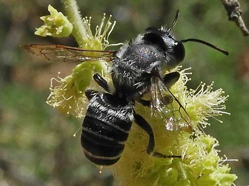 Megachile leaf cutter bee photo © by Mike Plagens