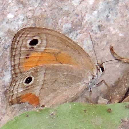 Red Satyr, Megisto rubricata photo © by Mike Plagens