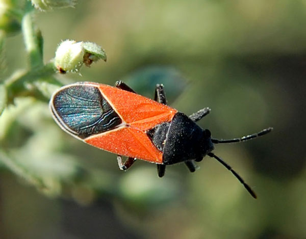 Melanopleurus belfragei photo © by Mike Plagens