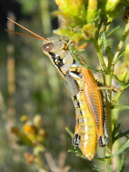 a grasshopper, Melanoplus aridus, photo © by Mike Plagens