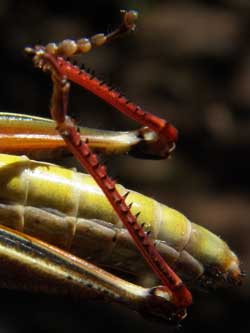 Melanoplus femurrubrum photo © by Mike Plagens