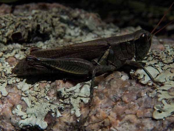 Melanoplus femurrubrum photo © by Mike Plagens