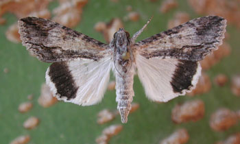 Adult moth with wings spread.  Photo © by Mike Plagens