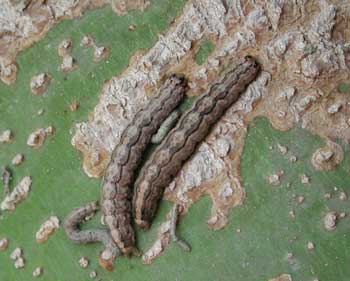 Caterpillars, a.k.a. larvae.  Photo © by Mike Plagens