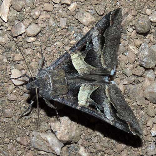 Adult moth Melipotis perpendicularis.  Photo © by Mike Plagens