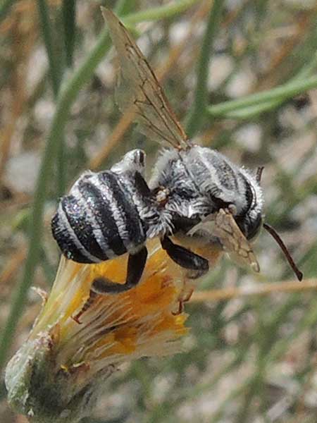 a long-horned bee, Melissodes, photo © by Michael Plagens