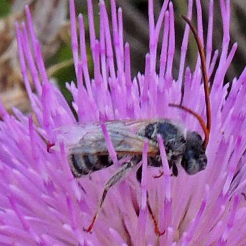 Melisodes bee from the Bradshaw Mountains, Arizona photo © by Mike Plagens