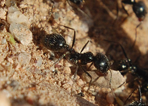 Black Harvester Ants