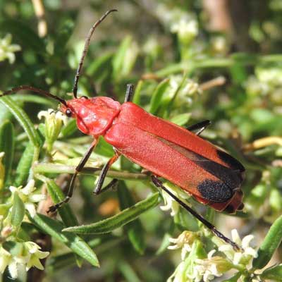 a Chaulionatus lecontei beetle takes nectar of Cynanchum arizonicum photo © by Michael Plagens