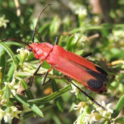 A soldier beetle, Chauliognathus lecontei, photo © by Mike Plagens