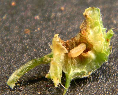 Microlarinus weevil larva in seed of puncture vine