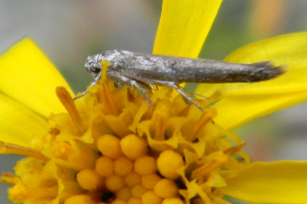 a Sonoran Desert micro-lepidopteran, photo © by Mike Plagens