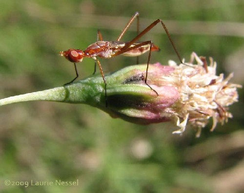 Stilt-legged Fly, Micropezidae,  photo © by Laurie Nessel