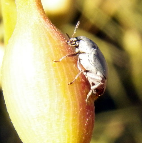 Mimosestes bean weevil, photo by Michael Plagens