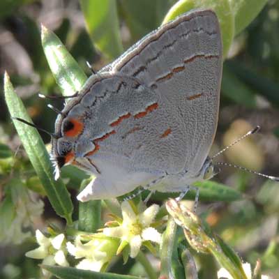 a Leda Hairstreak takes nectar of Cynanchum arizonicum photo © by Michael Plagens