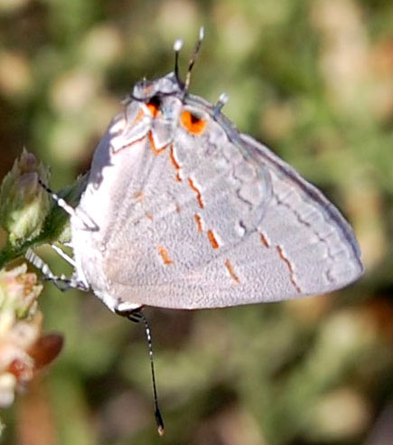 Leda Hairstreak, Ministrymon leda, photo © by Mike Plagens