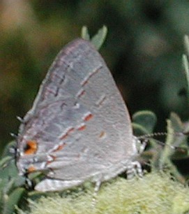 Leda Hairstreak, Ministrymon leda, photo © by Mike Plagens