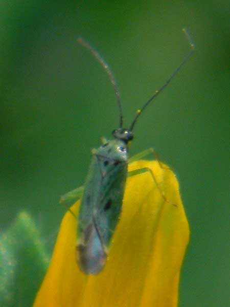 a green Miridae on Tithonia thurberi photo © by Mike Plagens