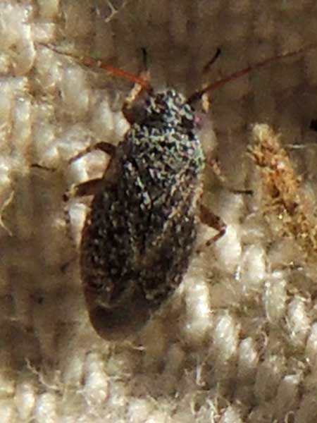 a plant bug, family Miridae, on Lycium fremontii, photo © by Mike Plagens