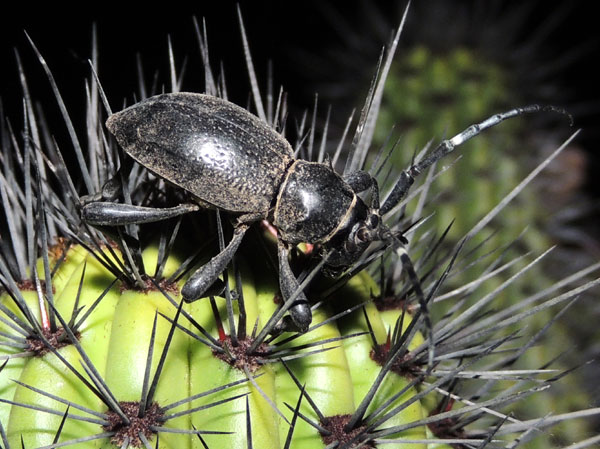 Cactus Longhorn, Moneilema, photo © by Michael Plagens