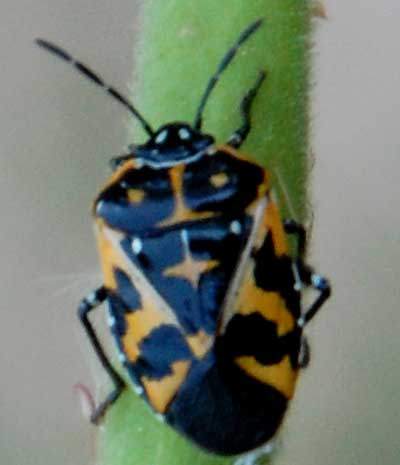 Harlequin Stink Bug, Murgantia histrionica, photo © by Mike Plagens