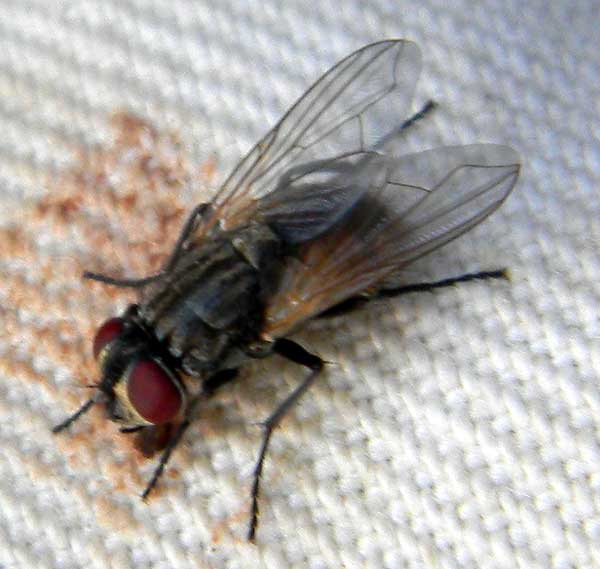 a house fly, Musca domestica,  photo © by Mike Plagens