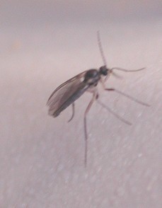 A Dark-winged Fungus Gnat photo © by Mike Plagens