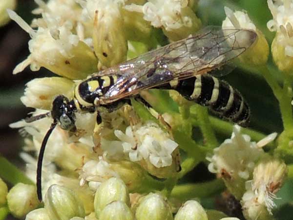 a Myzinum wasp from the Sta. Rita Mountains photo © by Mike Plagens