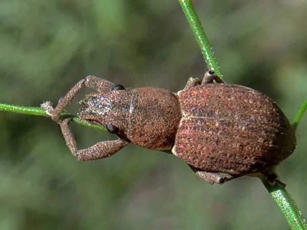 a weevil, Naupactus cervinus, photo © by Mike Plagens