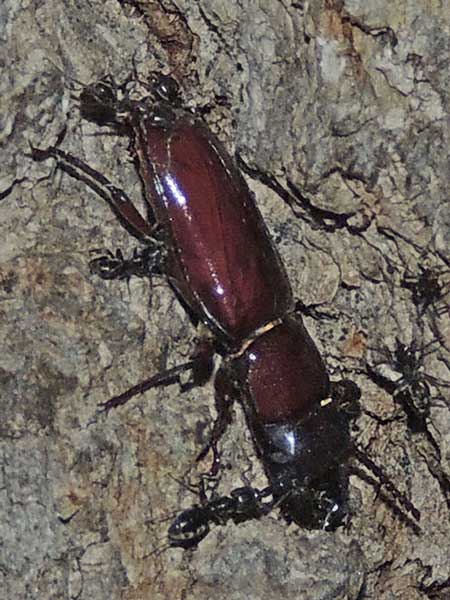 Cerambycidae:Neandra photo © by Mike Plagens